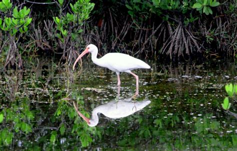 Merritt Island Tour - National Wildlife Refuge - Tours4Mobile.com