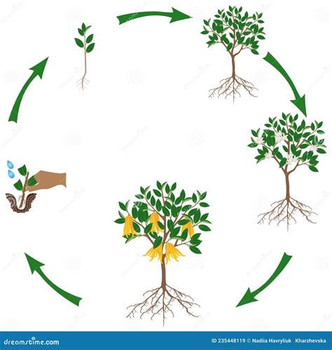 A Growth Cycle of Citrus Plant on a White Background. Stock Vector ...