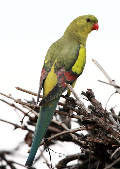 Regent Parrot | Regent Parrot (eastern subsp.) - Polytelis a… | Flickr