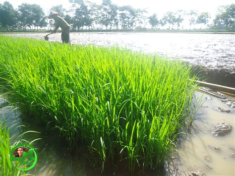 Syarat Tumbuh Tanaman Padi Sawah. - Our Akuntansi