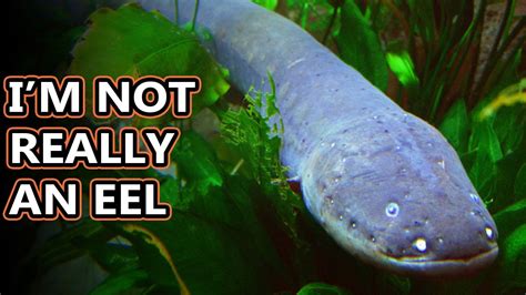 Electric Eel facts: shockingly fishy | Animal Fact Files - YouTube