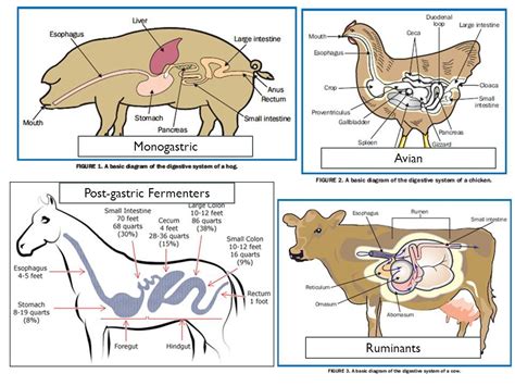 Nutrition & Ruminant Anatomy - ppt video online download | Ruminant ...