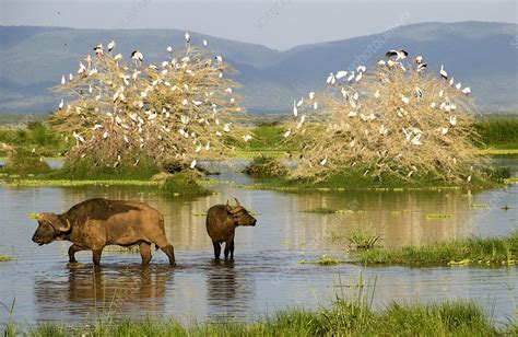 African buffalo - Stock Image - F022/0238 - Science Photo Library