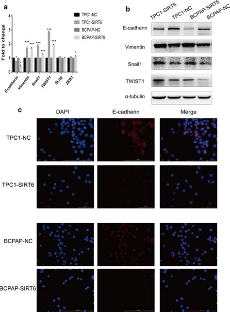 Expression of EMT associated markers. a EMT associated markers ...