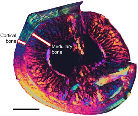 Medullary bone found in Cretaceous birds