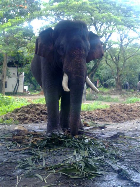 GAJAVEERANSOFKERALA: GURUVAYUR ELEPHANTS