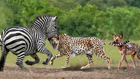 OMG! Chew The Cheetah's Head, Mother Zebra Take Down Cheetah To Save Her Baby – Zebra vs Wild ...