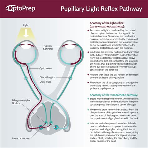 Ciliospinal Reflex