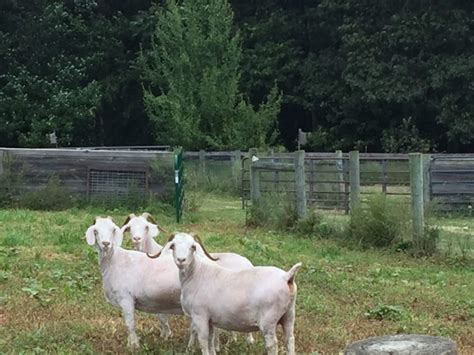 another successful mohair shearing in the books - Flying Goat Farm