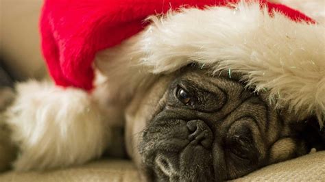 Christmas Pug Wallpapers - Wallpaper Cave