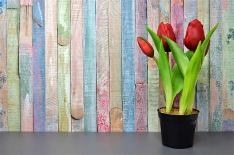 Growing Tulips Indoors from Seed in Pots, Containers | Gardening Tips