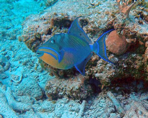 Balistes vetula (queen triggerfish) (San Salvador Island, Bahamas) 1 - a photo on Flickriver