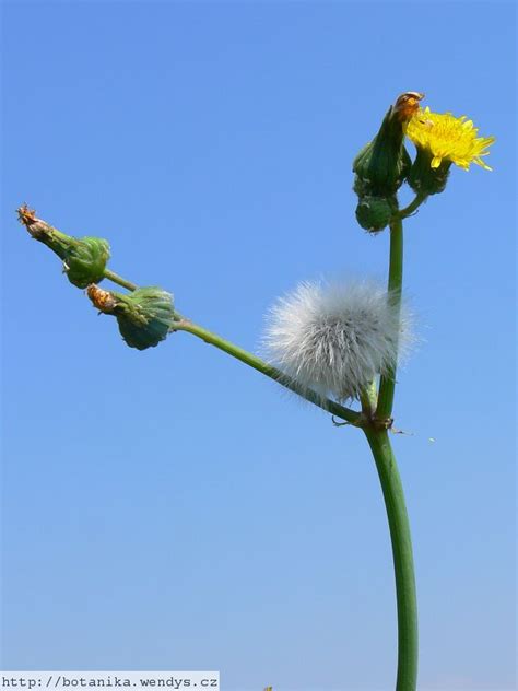 medicinal herbs: SOW THISTLE - Sonchus oleraceus