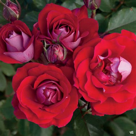 Floribunda Roses — Green Acres Nursery & Supply