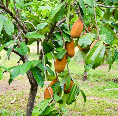 Fruto de cupuaçu - Portal Embrapa