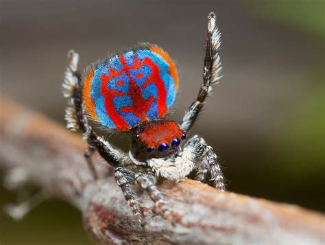 Australien Spinnen : Australien: Huntsman-Spinne im Wohnzimmer _ Farmer ...