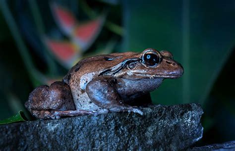 Mountain chickens: how we almost lost the Caribbean's largest frogs | Natural History Museum