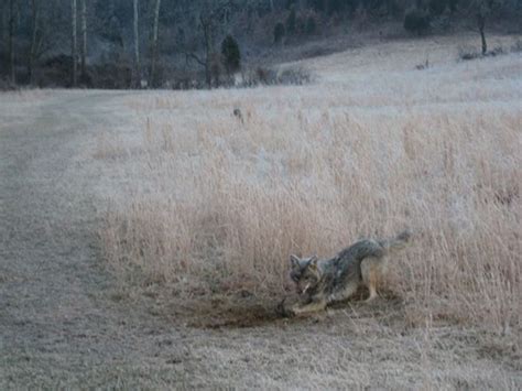 Coyote trapping techniques | Coyote trapping, Traps, Hunting