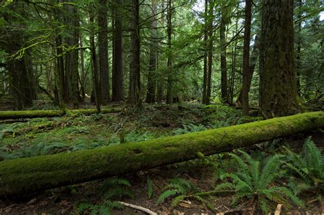 Discover 5 Of Americas Oldgrowth Forests American Forests