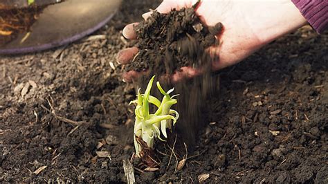 How to Plant Bare-Root Perennials | Garden Gate