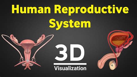 Human reproduction 3d human reproductive system 3d male female ...