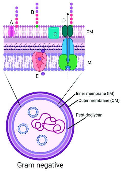 Diagram of the cell wall structure of a Gram-negative bacterium ...