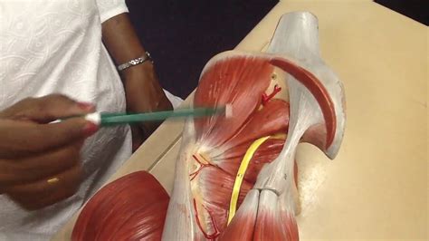 Nerves and Vessels of the Gluteal Region - Explanation over anatomical models - YouTube