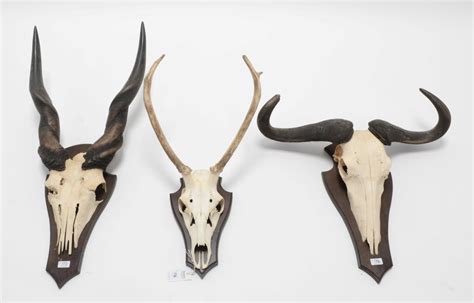 Lot 172 - Antlers/Horns: African Hunting Trophies,