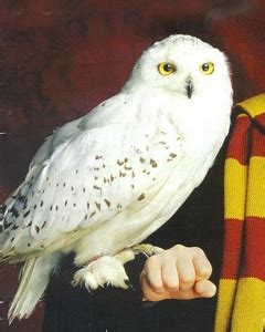 Characters in Harry Potter – Animals and Pets - TV Tropes