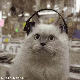 Cat Headphones GIF - Cat Headphones Music - Discover & Share GIFs