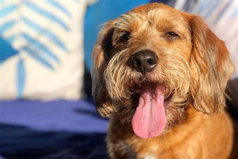 Beagle Poodle Mix: A Dog That Will Melt Your Heart