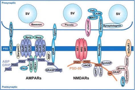 Schematic diagram of the protein-protein interactions at the ...