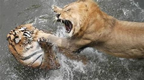 LION CHANNEL: Lion Vs Tiger: Who Do You Think Wins If They Get In A Fight?