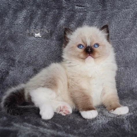 Ragdoll Kittens for Sale | Ragdoll kittens Toronto, Ontario