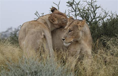 African lion, Panthera leo at Kgalagadi Transfrontier Park… | Flickr