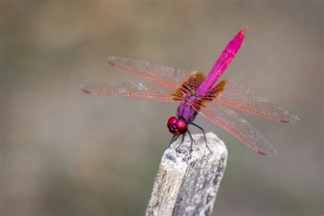 Dragonfly Color Symbolism: 11 Different Colors of Dragonflies and Their ...