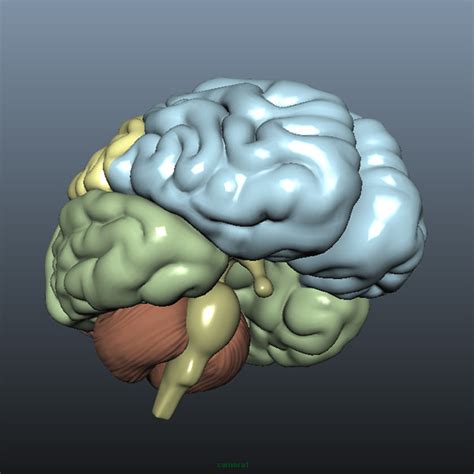 brain details 3d model