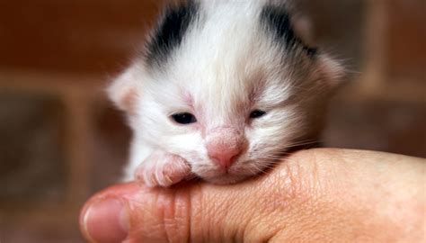 How to Take Care of Newborn Kittens & a Mother Cat | Animals - mom.com