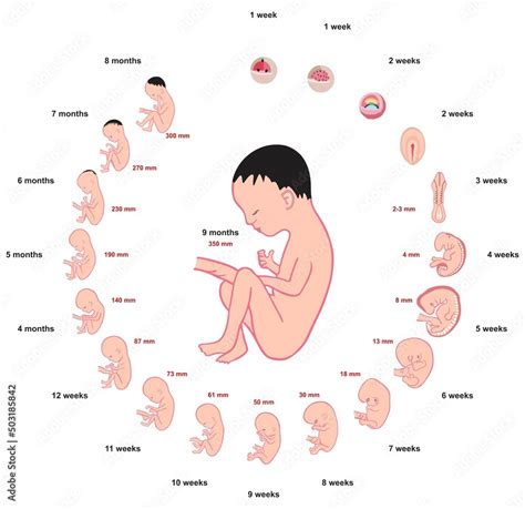 Fetus development stages size during pregnancy infographic diagram ...