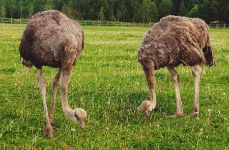 Common Ostrich – Daniel’s Animals