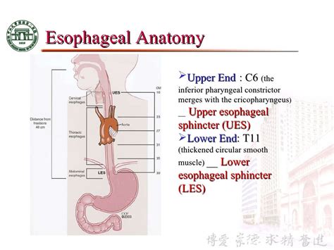 3 anatomy & physiology of esophagus