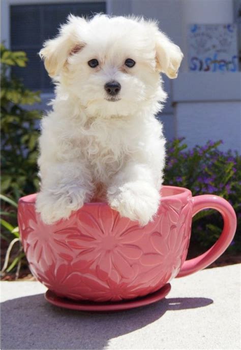 Lovely teacup maltese puppy for free adoption