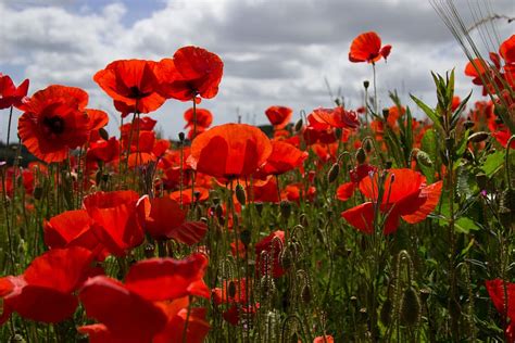 1920x1080px | free download | HD wallpaper: poppies, poppy field, red, armistice day anniversary ...