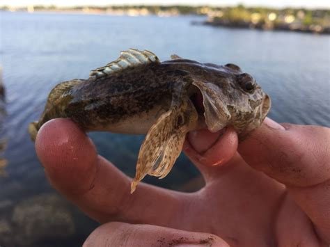 Sculpin, Mottled Flytyin'Joel | www.roughfish.com