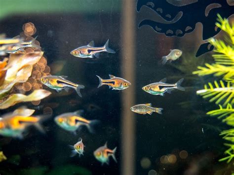 Lambchop Rasbora (Trigonostigma espei) | Aquatic arts, Fish, Fish species