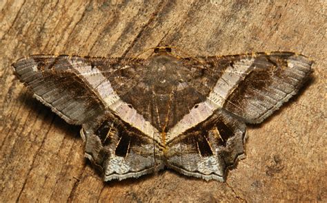 SINOBUG, Geometer (Geometrid) Moths, Geometridae I The...