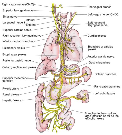 What is the vagus strike? - Vagus Strike