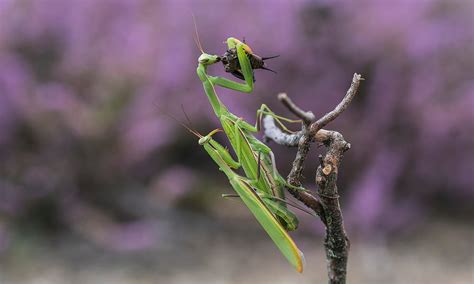 Praying Mantis Eating Mate