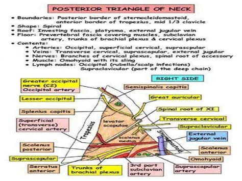 PLAB king: Posterior Triangle of the Neck (445/1700)