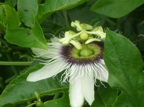 Passiflora edulis plants | Discovery Garden